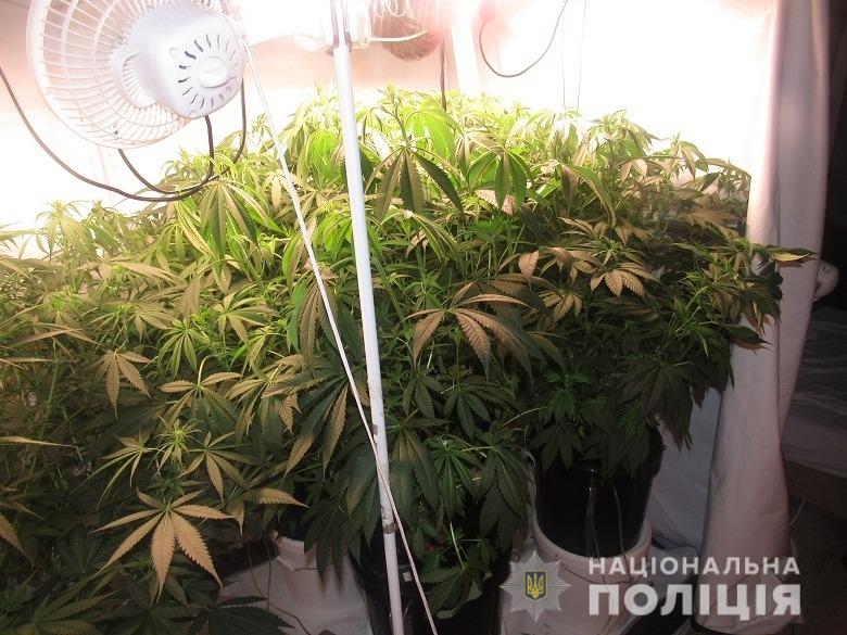 23-річний закарпатець в Києві отримав посилку з канабісом і вирощував коноплі в квартирі (ФОТО)