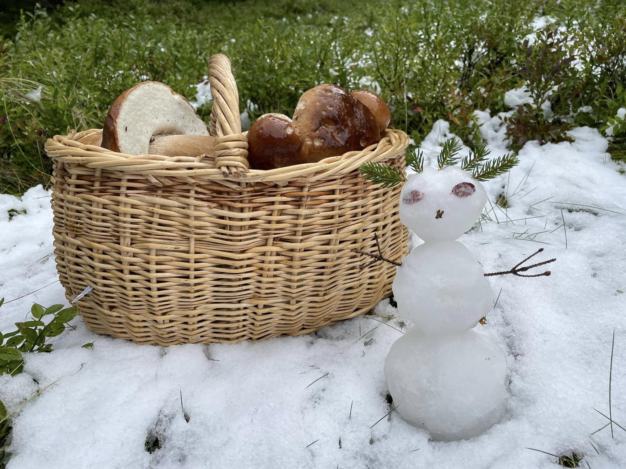 На Закарпатті люди збирають гриби серед снігу (ФОТО)