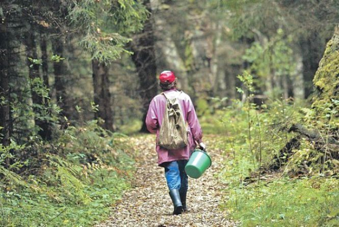 На Рахівщині від учора шукають чоловіка, що заблукав у лісі, збираючи гриби