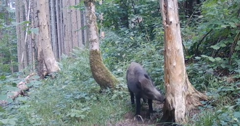 На Рахівщині лісівники через фотопастки зафіксували диких звірів, що мешкають в лісах (ВІДЕО)