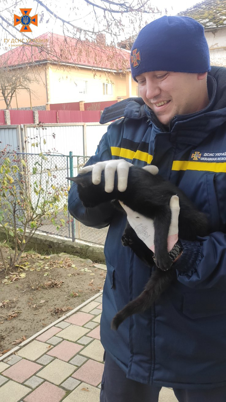 В Ужгороді врятували кота, який 2 дні нявчав на дереві (ФОТО)