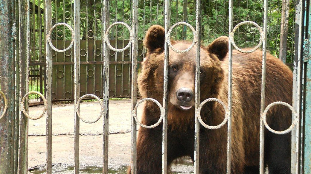 Ведмедя Балу із зоокутка в хмельницькому парку забрали на Закарпаття (ФОТО)