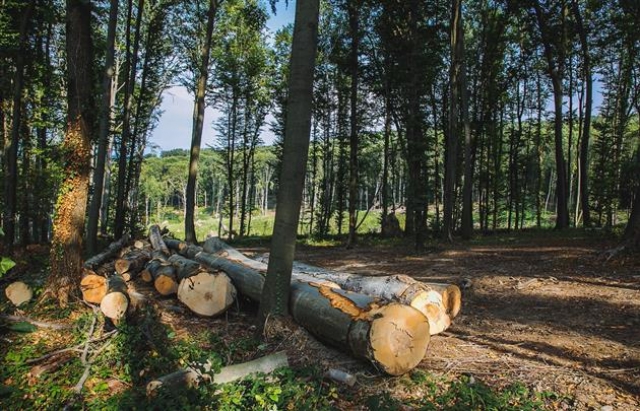 Хустський райсуд призначив умовний термін майстру лісу з Горінчова, що допустив незаконну вирубку буків на 1,3 млн