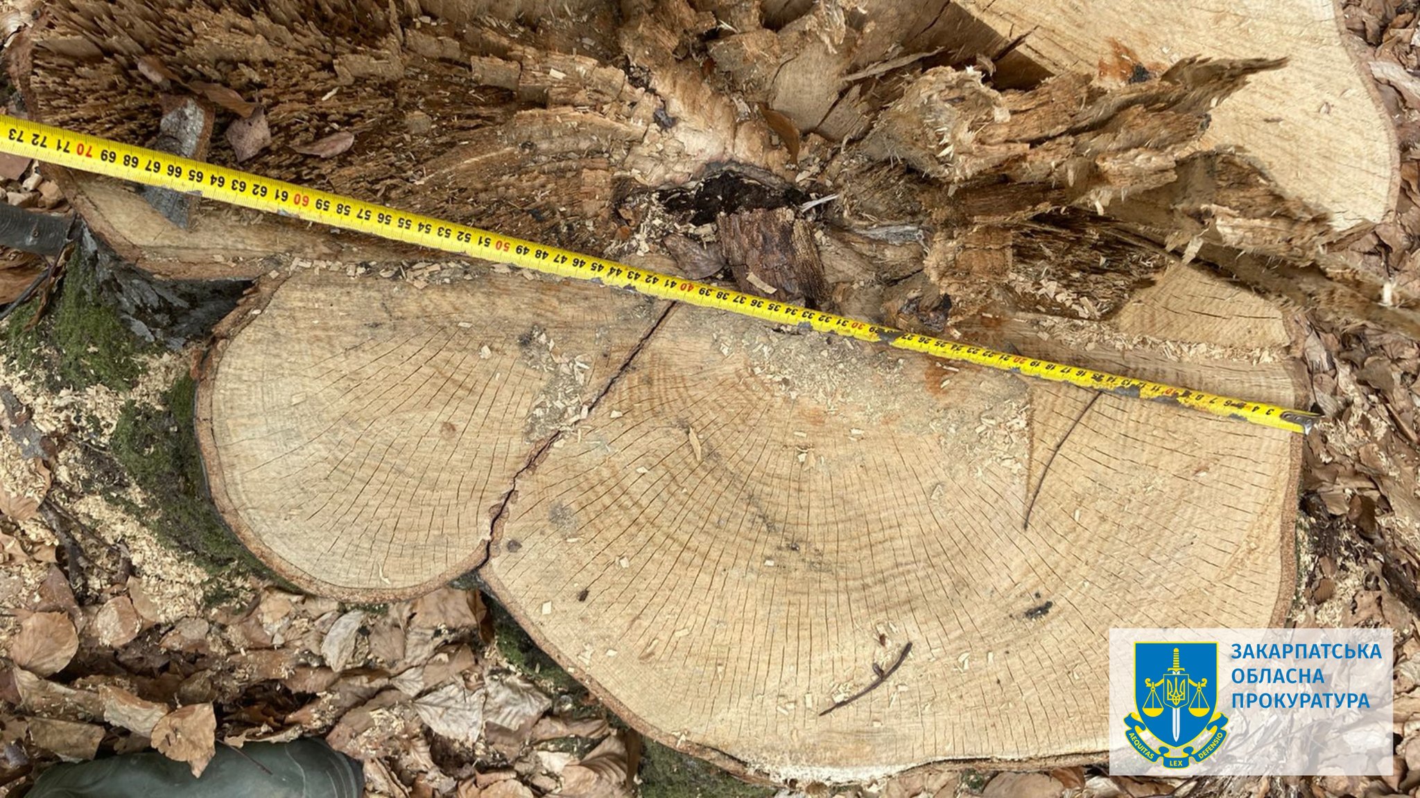 Ексначальника лісогосподарської дільниці на Закарпатті підозрюють у незаконних рубках зі збитками на понад 50 млн грн (ФОТО)