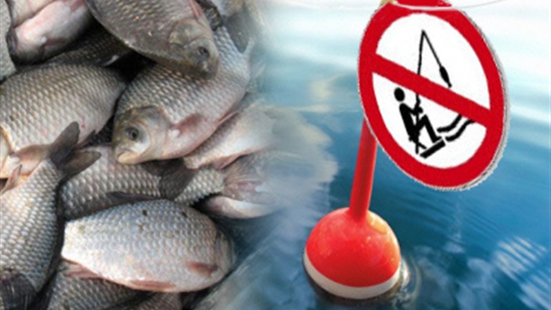 На Закарпатті з 1 квітня вводиться весняно-літня нерестова заборона вилову риби