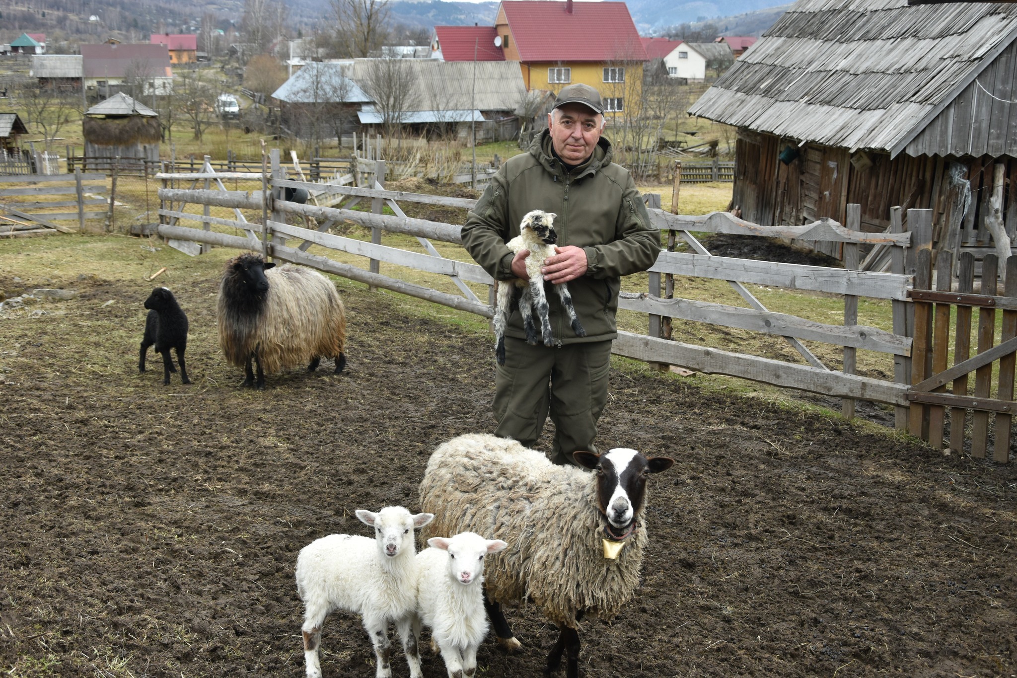 Працівник нацпарку "Синевир" на Закарпатті вже 35 років займається розведенням овець (ФОТО)