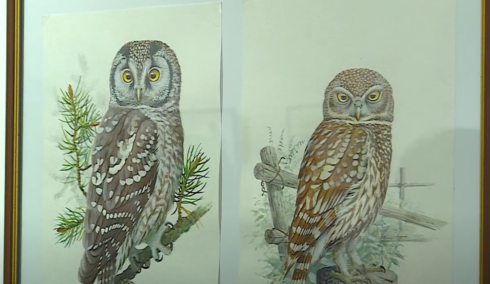 В Ужгородському замку триває виставка орнітологічного живопису художника з Київщини (ВІДЕО)