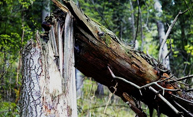 На Закарпатті внаслідок падіння дерева загинув вальник лісу