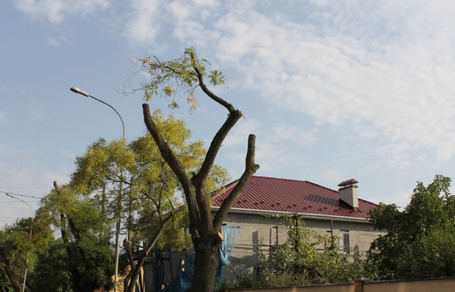Ужгородські комунальники за 4 мільйони замовили послуги з обрізання дерев екскомунальнику за ціною до 21 тисячі за дерево