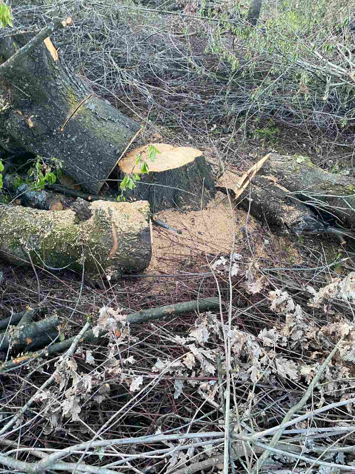 В Ужгороді без погодження екологічних інспекторів фірма незаконно зрубала 350 дерев
