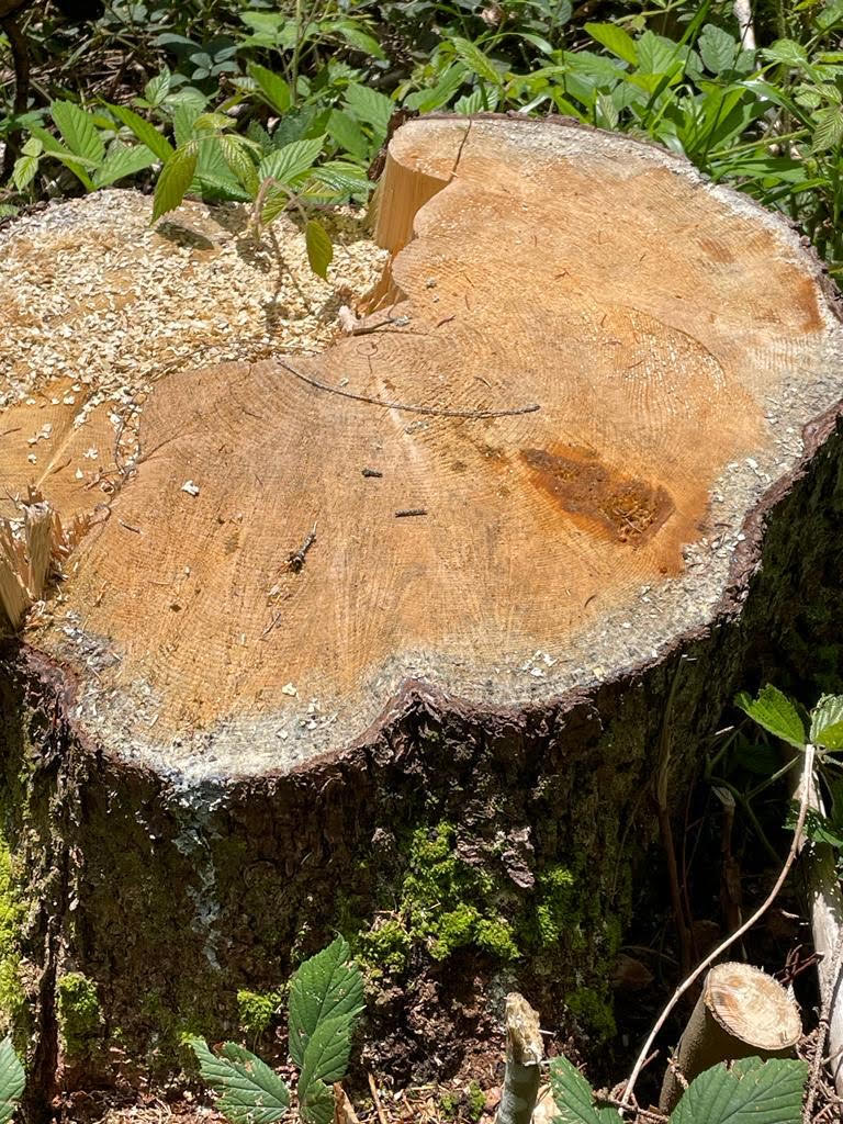 У Карпатському біосферному заповіднику на Закарпатті виявили незаконну та безлімітну рубку дерев на 22,5 млн грн (ФОТО)