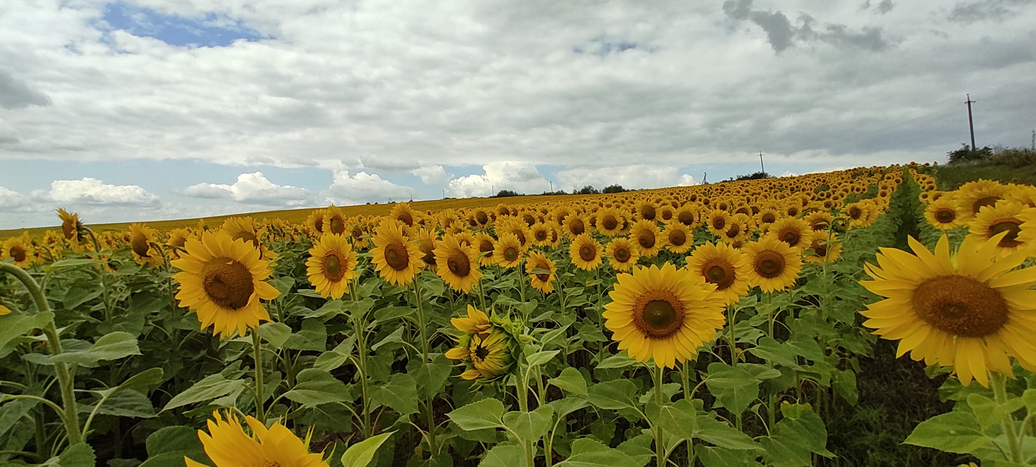 Неподалік Мукачева квітне поле соняшників (ФОТО, ВІДЕО) 