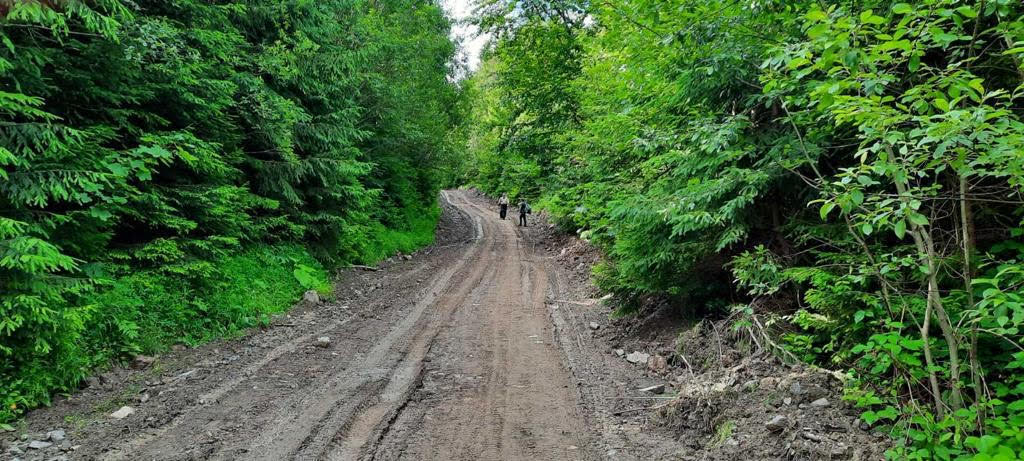 При ремонті лісової автодороги у Свалявському лісгопі пошкодили молоді дерева, завдавши школи на 145 тис грн (ФОТО)