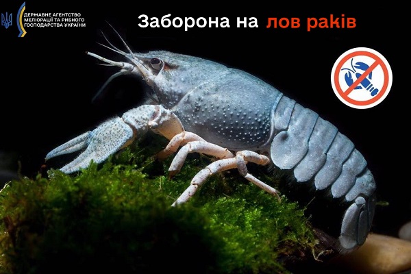 На Закарпатті з 15 серпня вводиться заборона на лов річкових раків