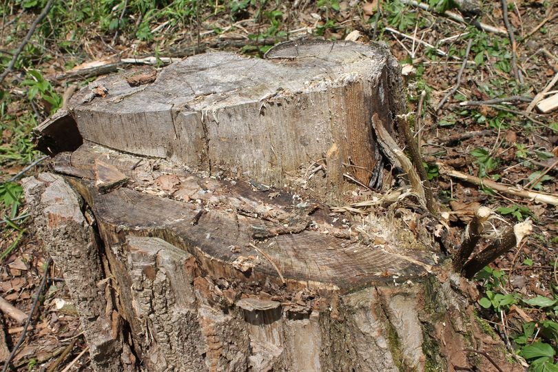 Двох жителів сіл Тисаагтелек і Велика Добронь судитимуть за вирубку дубів і ясенів у ландшафтному парку "Притисянський"