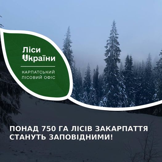 У ДП "Ліси України" підтвердили отримання погодження на надання охоронного статусу для пралісів та квазіпралісів на Міжгірщині