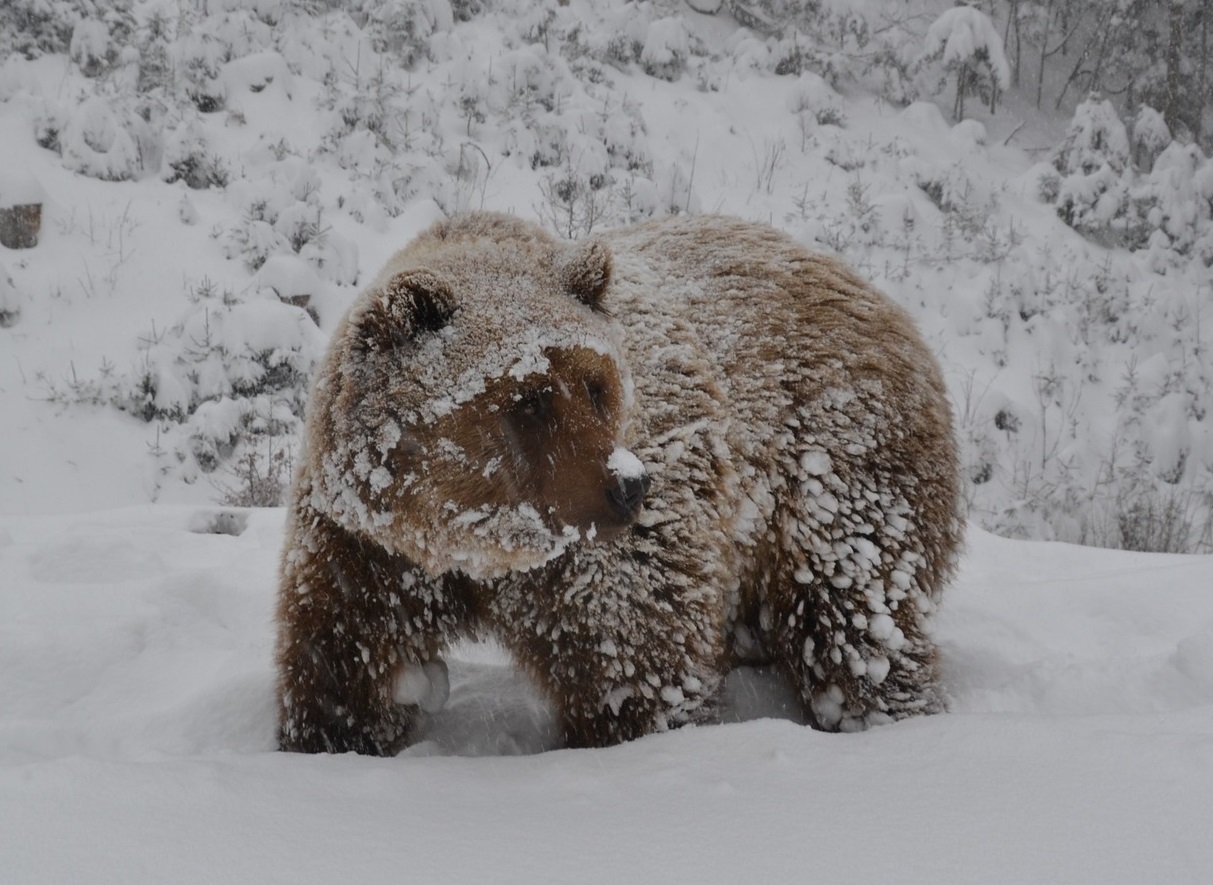 З 31 мешканця Центру реабілітації бурого ведмедя НПП "Синевир" в зимову сплячку залягли лише 3 (ФОТО)