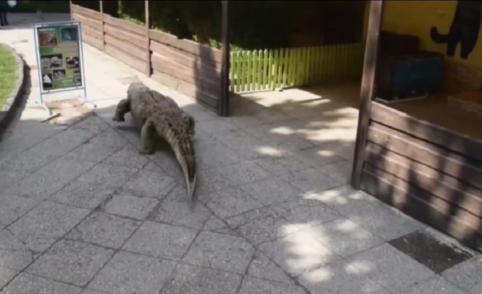 ВІДЕОФАКТ. В Ужгороді на минулорічний жарт з "триметровим крокодилом на газоні" "пожартували" крокодилом "вживу"
