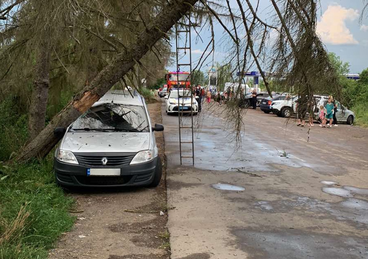 На Берегівщині дерево, що не витримало шквального вітру, причавило припаркований Renault (ФОТО)
