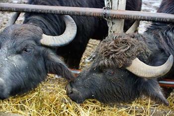 Чистокровні карпатські буйволи в Олешнику – родзинка Виноградівщини й джерело продуктів для гурманів (ФОТО)