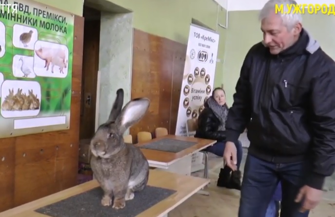 Виставка кролів відбулася в Ужгороді (ВІДЕО)