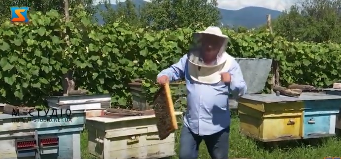 У пасічників на Закарпатті починається сезон збору липового меду (ВІДЕО)