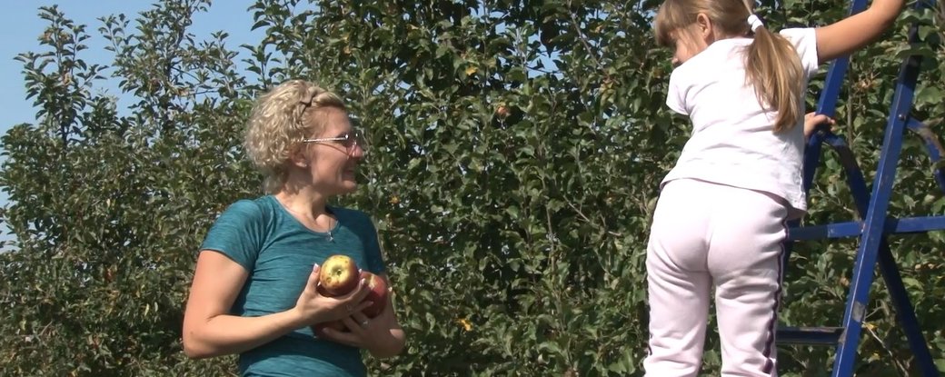 Збір яблук триває у відкритому саду в селі Концово на Ужгородщині (ВІДЕО)