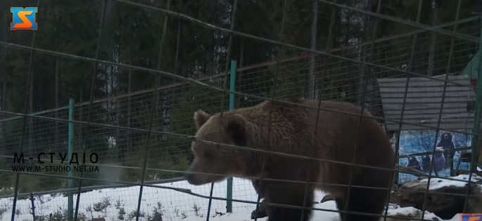 Частина клишоногих у Реабілітаційному центрі бурих ведмедів на Закарпатті вже залягли у зимову сплячку (ВІДЕО)