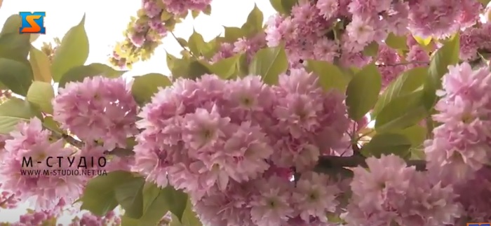 Туристи масово їдуть на Закарпаття, аби побачити цвіт сакури (ВІДЕО)