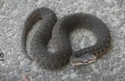 Із 5 видів змій, що водяться на Закарпаття, отруйна лише гадюка (ВІДЕО)