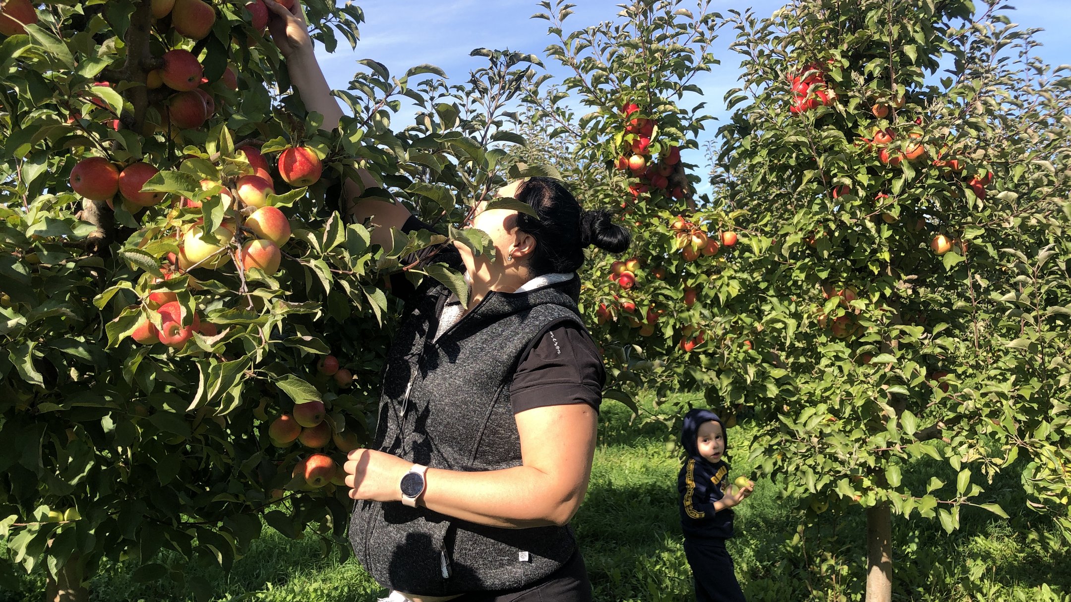 У селі на Ужгородщині триває самозбір яблук у відкритому саду (ФОТО, ВІДЕО)