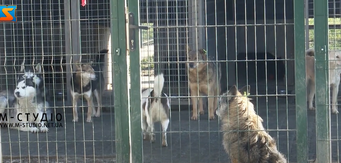 Понад півтори сотні собак живе у притулку на околиці Виноградова (ВІДЕО)