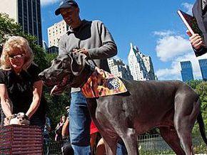У Нью-Йорку зустрілися найменший і найбільший собака у світі