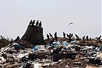 Ужгородське сміттєзвалище роками експлуатувалося злочинно